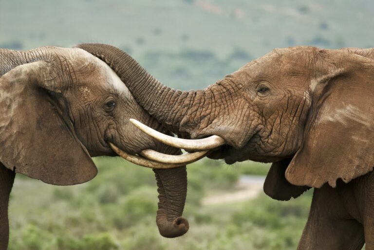Breaking! Gary L. Cooper Of Virginia Faces Up To One Year In Prison For Using Online Platforms To Sell Items Made From Elephant & Whale Ivory