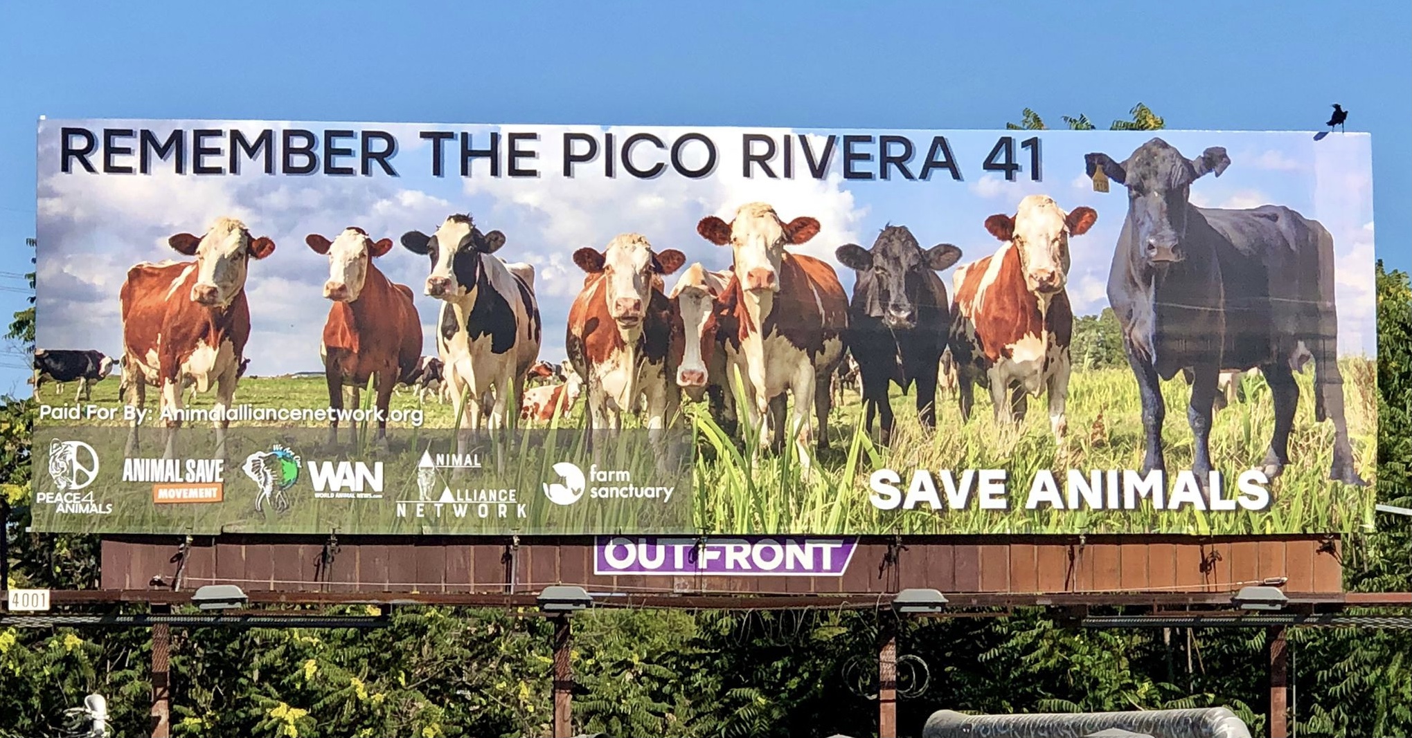 Powerful New Billboard Campaign Launches Honoring The 41 Cows That Escaped  From A Los Angeles Slaughterhouse; Go Plant-Based! - World Animal News