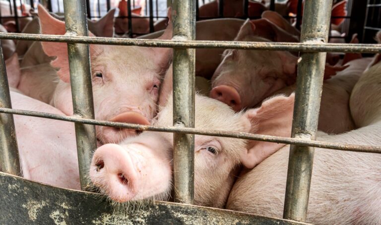 NSW Government Challenged In Court By Farm Transparency Project Over Ag-Gag Laws Limiting Public Exposure To Cruelty In Slaughterhouses