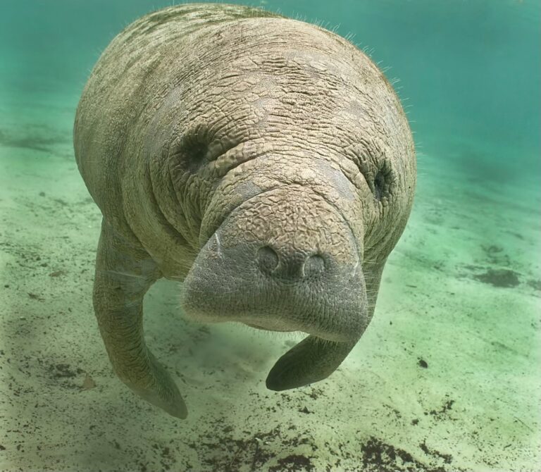 Florida Governor DeSantis Urged To Declare State Of Emergency Due To 480 Million Gallons Of Wastewater Discharged Into Tampa Bay Worsening The Red Tide