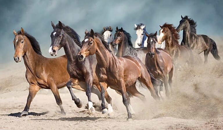 U.S. House Committee Advances Bill To Dedicate $11 Million To Pursue Safe & Reversible Fertility Control Of Wild Horses Instead Of Harmful Roundups Leading To Slaughter
