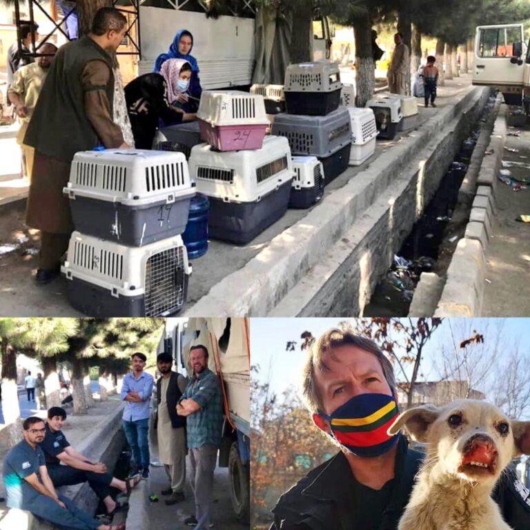 Update! Two Explosions Occur Outside Kabul Airport While Pen Farthing Continues To Try To Evacuate Staff & 200 Animals From Afghanistan