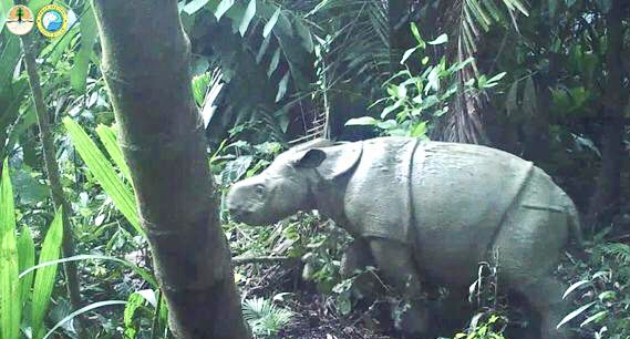 javan rhinoceros and baby