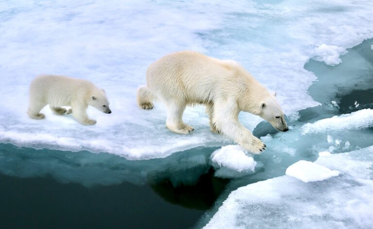 Federal Court Blocks Massive Arctic Oil & Gas Project In Alaska After Officials Failed To Properly Examine Risks To Climate & Polar Bears