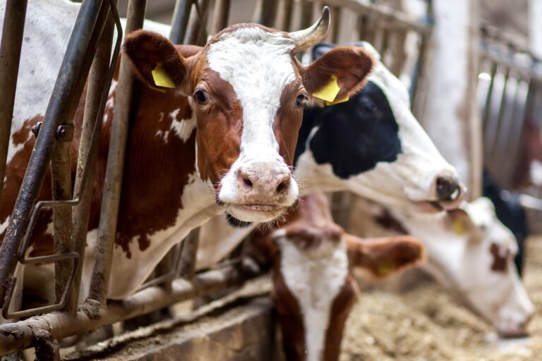 Kansas’ Ag-Gag Law Is Struck Down By The U.S. Court Of Appeals’ Ruling That It Goes Against The First Amendment