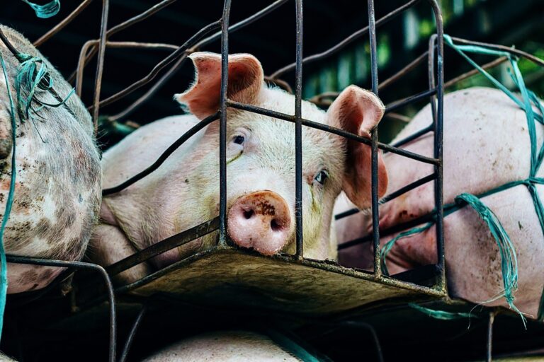 New Lawsuit Challenges Iowa’s Revised Ag-Gag Law That Bans Video & Audio Recordings In Factory Farm Investigations