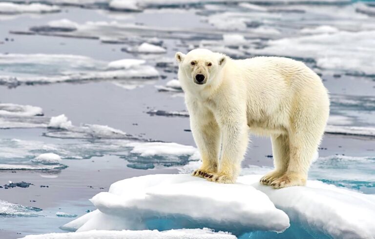 New Landmark Report Confirms That Climate Change Is Intensifying Causing Glaciers To Melt & Sea Levels To Rise Driving Critical Species To Extinction