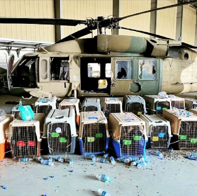 The U.S. Department Of Defense Just Released All Of Kabul Small Animal Rescue’s Dogs On The Streets Of Afghanistan