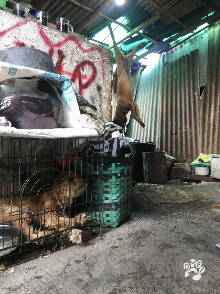 For The First Time In Indonesia, Dog Meat Traders To Be Prosecuted ...