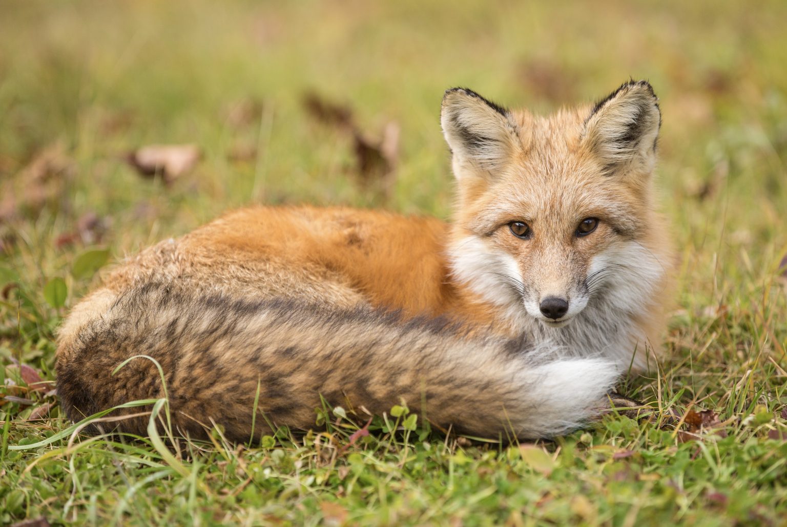 The Sierra Nevada Red Fox, One Of North America’s Rarest Mammals, Gains