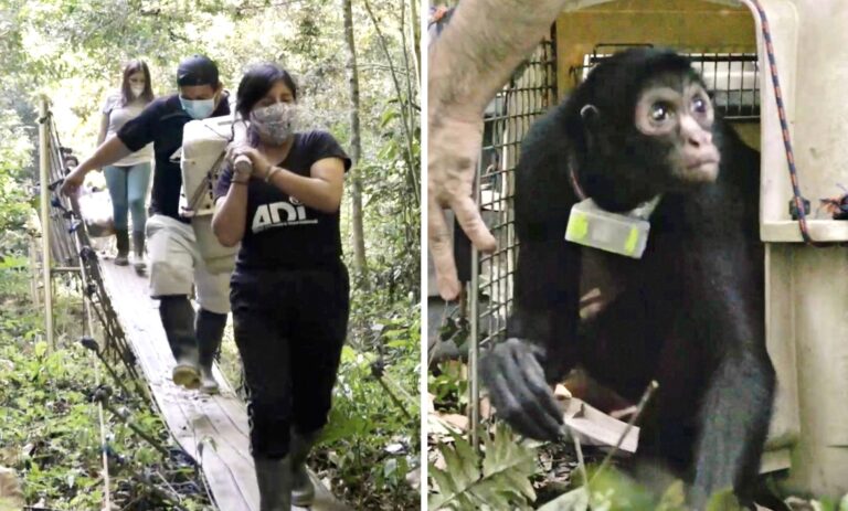 Animal Defenders International Rescues Peru’s Last Circus Monkey & Releases Her Back Into The Rainforest With Her Adopted Family
