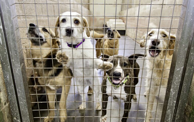 WAN Exclusive With Animal Liberation About The Rescue Dogs That Were Shockingly Killed In NSW To Prevent The Spread Of COVID & The Broken Shelter System