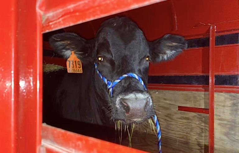 WAN Exclusive With Founder Of Skylands Animal Sanctuary, Mike Stura, Who Rescued A Bull Two Months After He Escaped From Slaughter In New York