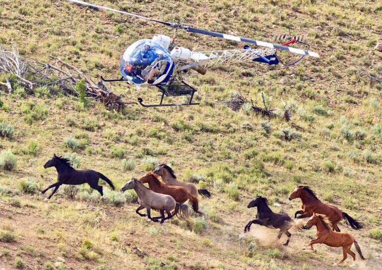 Wyoming’s Barbaric Roundup Of 3,555 Wild Horses Continues As 70,000 Signatures In Opposition Are Delivered To The U.S. Department Of Interior