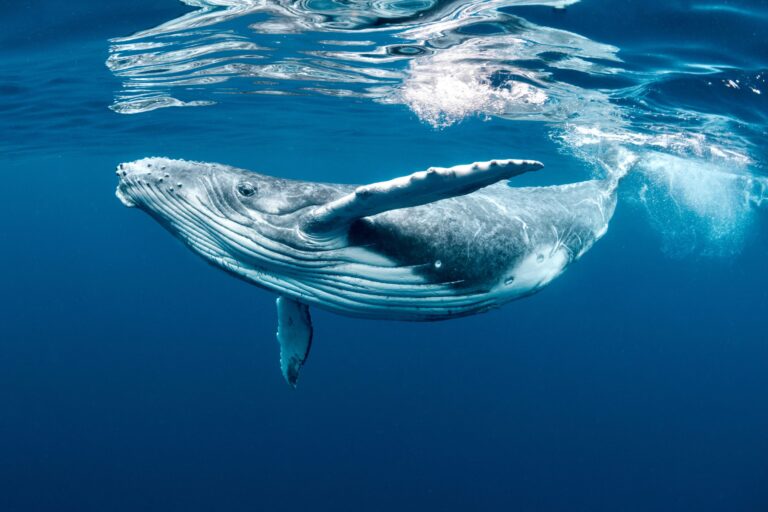 Major Lawsuit Filed After Biden Administration Opens 80 Million Acres Of The Gulf Of Mexico For Oil & Gas Leasing