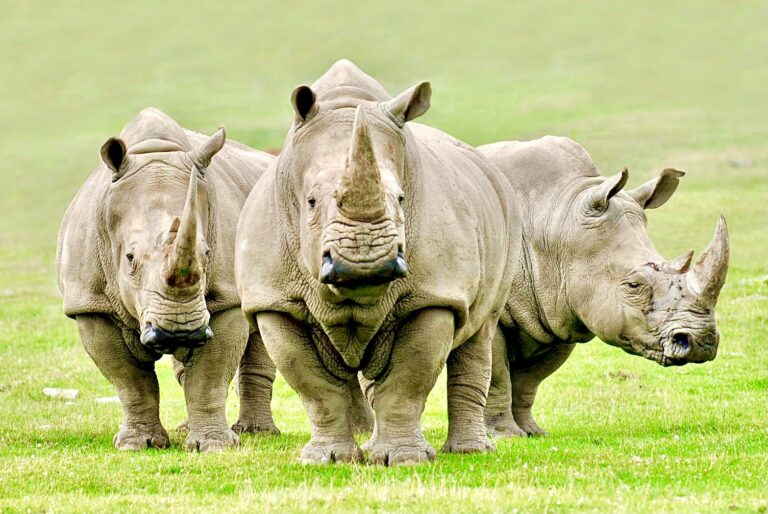 Three Poachers Are Sentenced To A Combined 105 Years In Prison For Killing Three Rhinos In South Africa