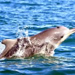 Sousa Chinensis (Humpback Dolphin) surfacing in South Africa