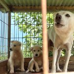 Jindo Island dog meat farm