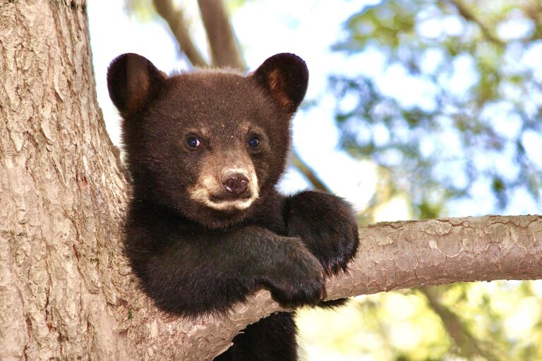 Take Action! Nevada’s Annual Black Bear Hunt Is Scheduled To Begin On September 15th Despite Recent Catastrophic Wildfires