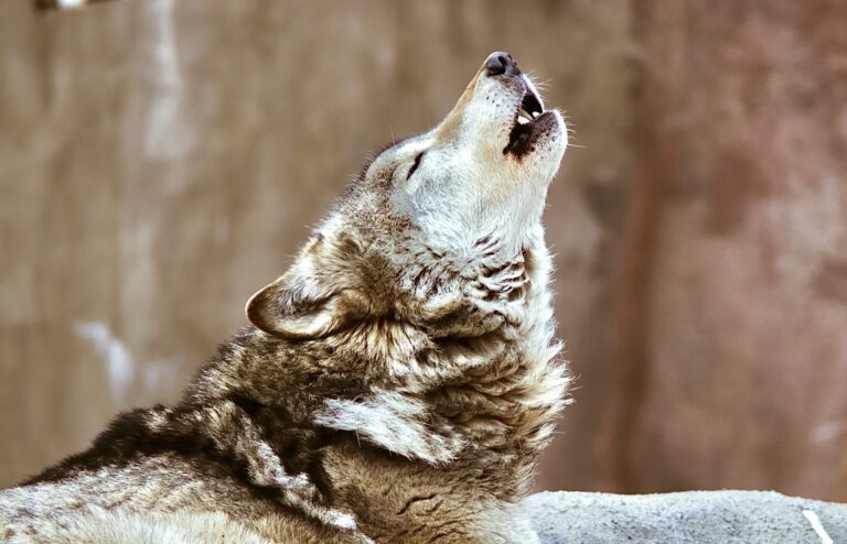 Montana’s Wolf Hunting Season Began Yesterday & Trapping Will Begin Two Weeks Earlier On November 29th; Voice Your Opinion To End It!
