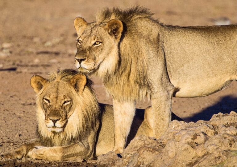 Alleged Vietnamese Wildlife Trafficker Arrested In South Africa For Illegal Possession Of Lion Teeth, Claws, & Suspected Gelatin