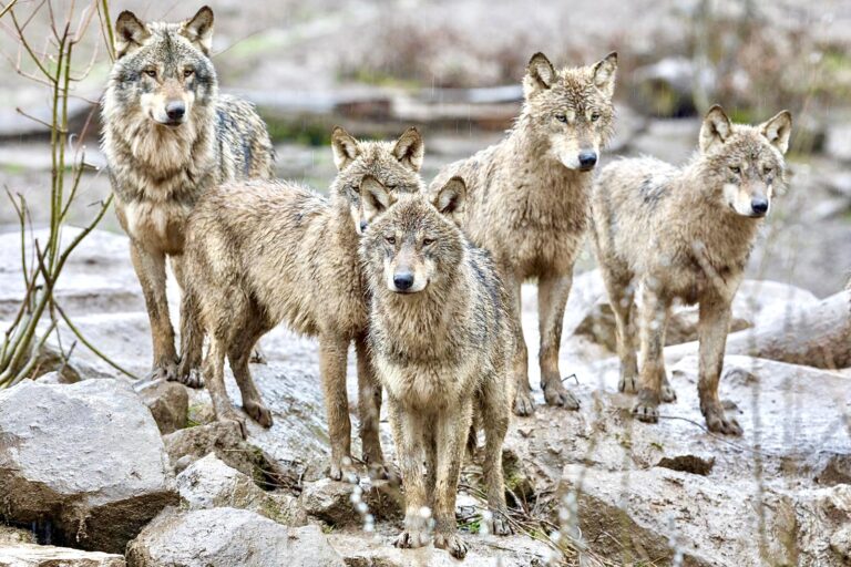 WAN Exclusive: Call To Action Urging U.S. Secretary Of Interior, Deb Haaland, To Deny Subsidies To State Agencies That Unfairly Target Wolves