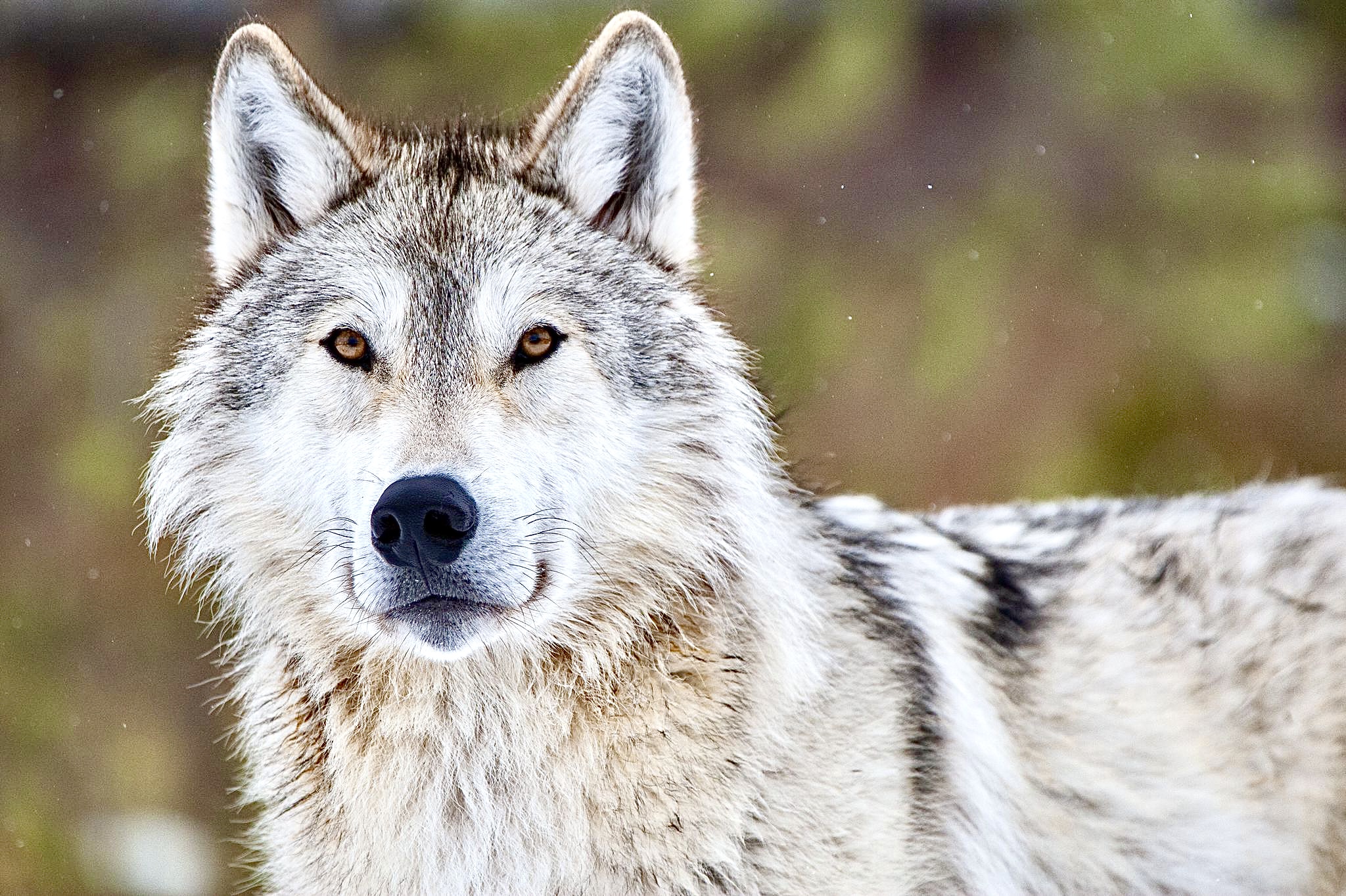 brown almost black wolf