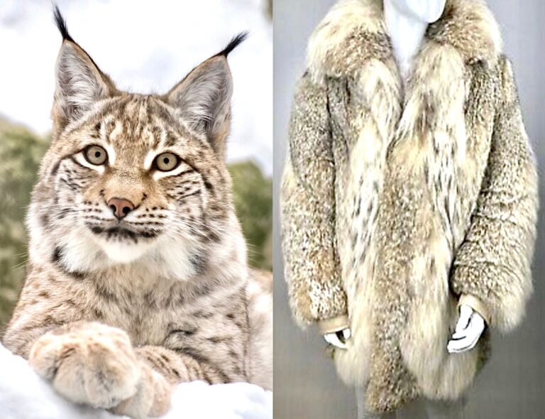 Breaking! Yves Saint Laurent & Brioni Are The Latest Luxury Brands To Go Fur-Free & Make Compassion The Fashion