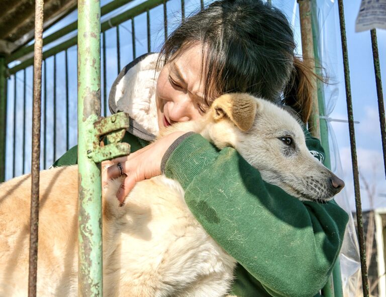South Korean President Suggests A Ban On Dog Meat, Giving Hope To A Possible End To The Country’s Horrific Trade