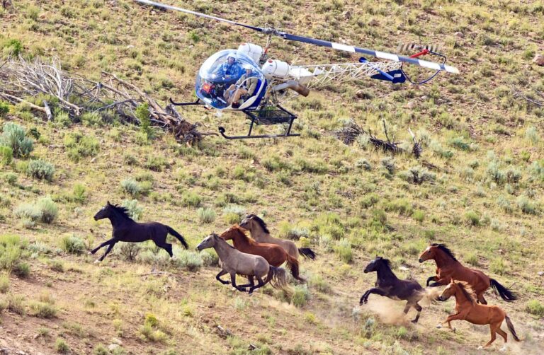 Over 600 Wild Horses Have Been Rounded Up In Colorado By The Bureau Of Land Management; Tell Them To Put An End To Cruel Wild Horse Roundups