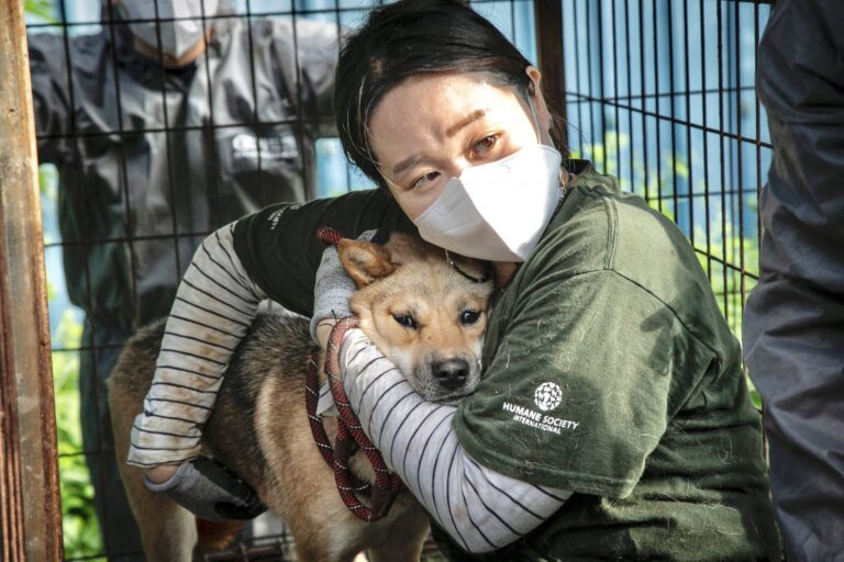 65 Jindo Dogs & Puppies Are Rescued After Notorious South Korean Dog Meat Farm Closes For Good