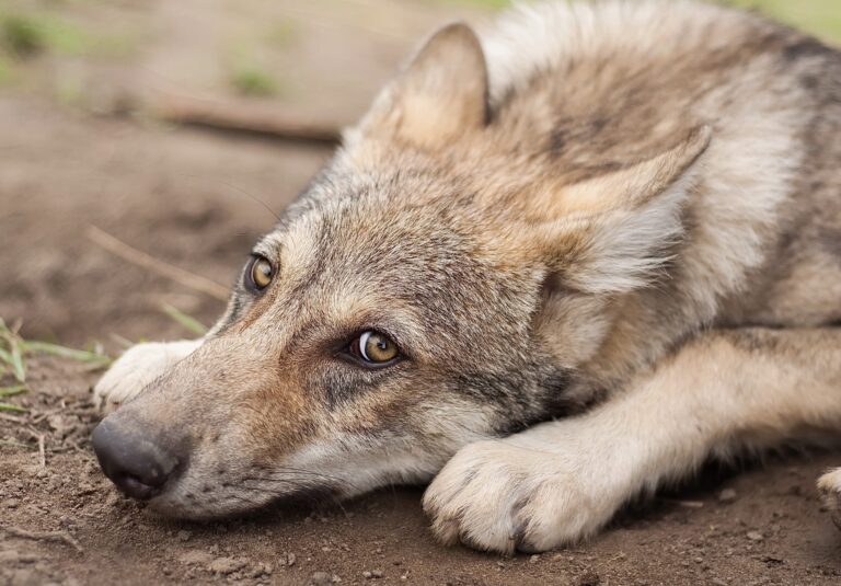 Oregon Kills Nearly All Remaining Members Of The Lookout Mountain Wolf Pack, Including Two That Were Not Old Enough To Hunt Yet
