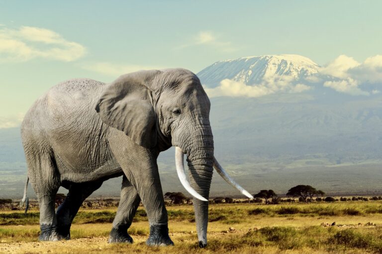More Than 40 Organizations Worldwide Call For A Ban On The Elephant Ivory Trade In Canada To Help Save Elephants From Extinction