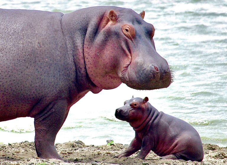 100 Hippos, Decedents Of Animals Owned By Pablo Escobar Are Recognized As Legal Persons For The First Time In U.S. History