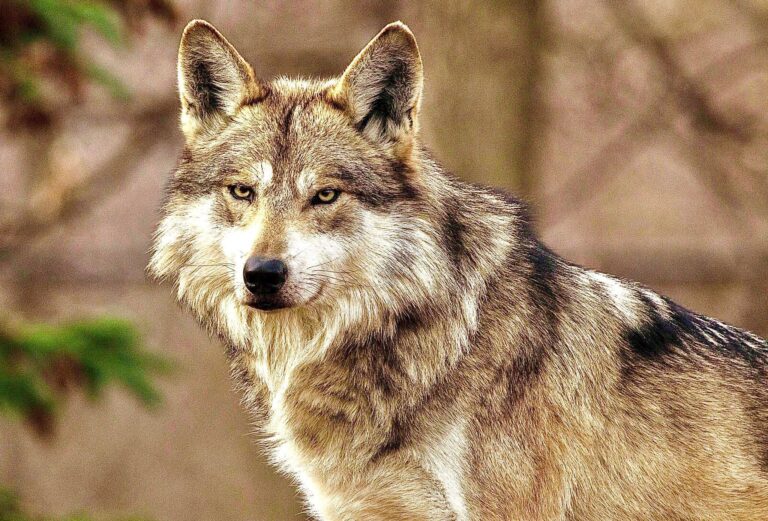 90 Day Public Comment Period Has Begun For Mexican Gray Wolf “Management Rule” That Fails To Protect The Endangered Species