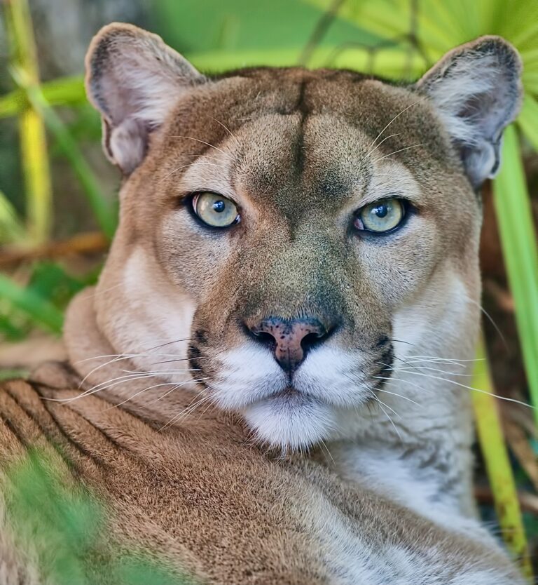 Help Save The Everglades’ Big Cypress National Preserve From Big Oil, Home To Critically Endangered Florida Panthers