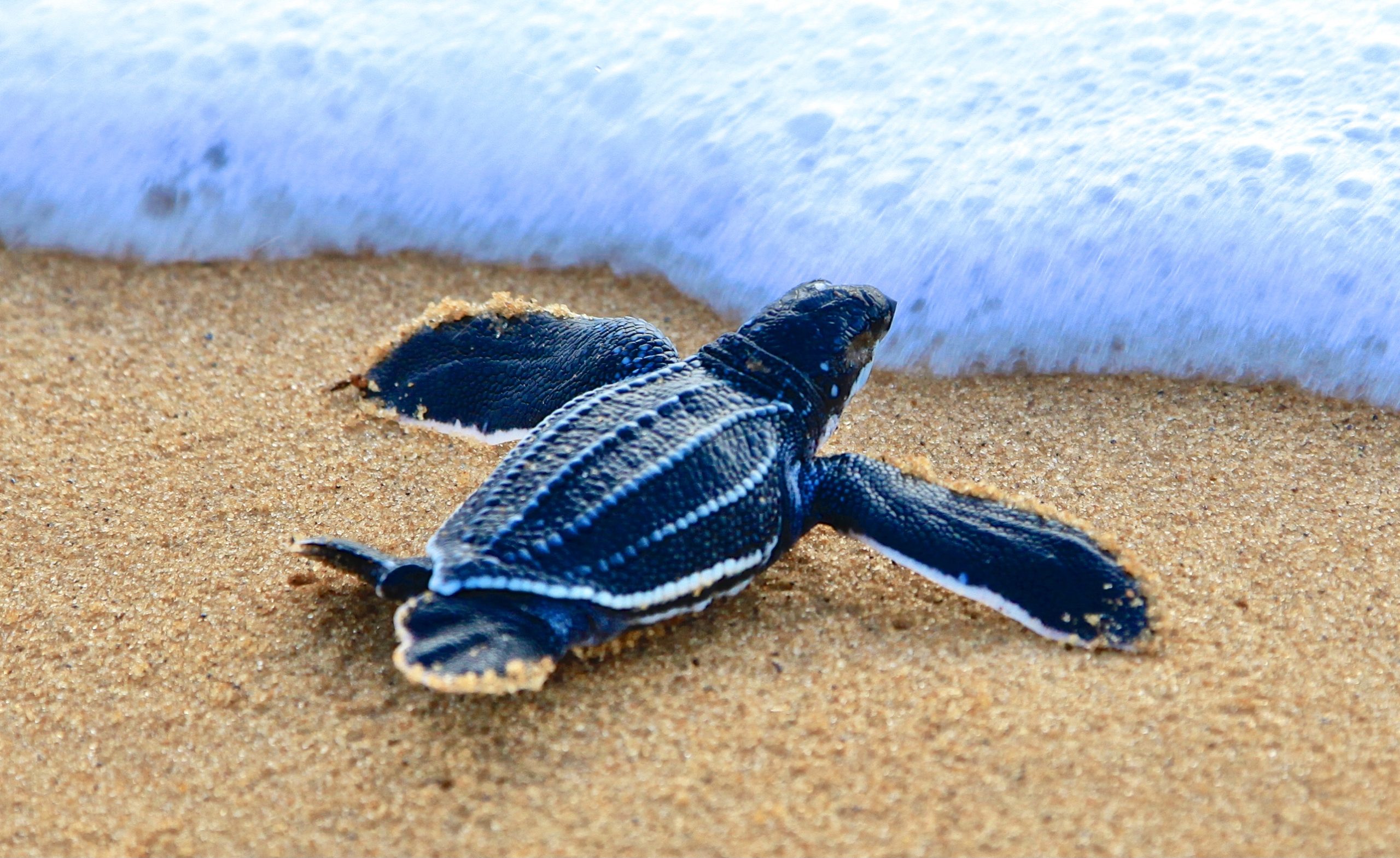 tortue luth - World Animal News