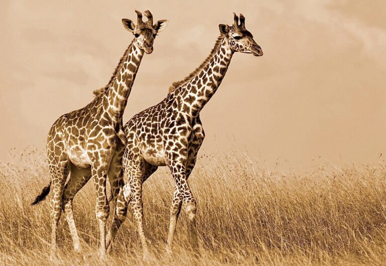 Conservation & Animal Protection Groups Sue USFWS For Failure To Protect Africa’s Giraffes After Their Population Declines By 40%
