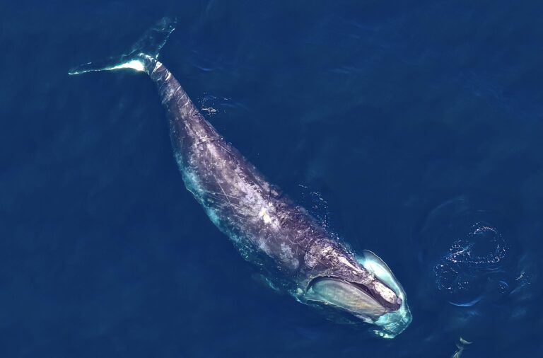 New Estimates Find That The Critically Endangered North Atlantic Right Whale Population Is Declining, Prompting Calls To Save Them