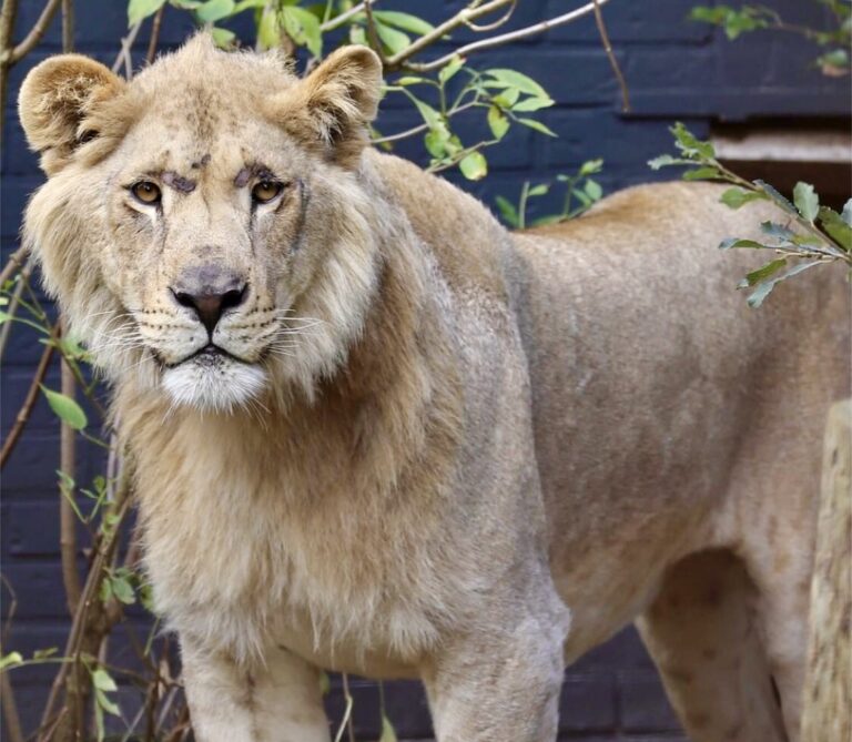 Seven Neglected Lions Rescued By FOUR PAWS Reach Their New Home At FELIDA Big Cat Sanctuary After Long Journey Across Europe