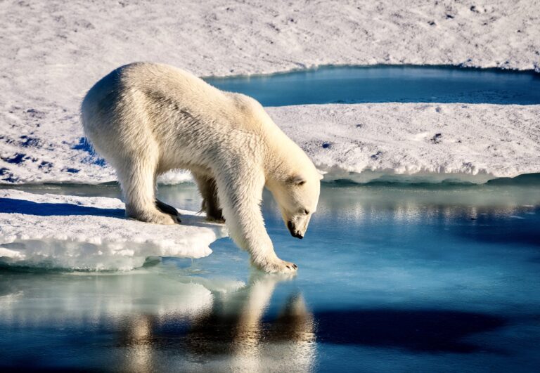 Five-Year Review Of Polar Bear Populations Is Underway As This Year’s Sea Ice Cover Is The Second Lowest On Record