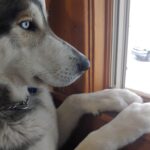 Dog2