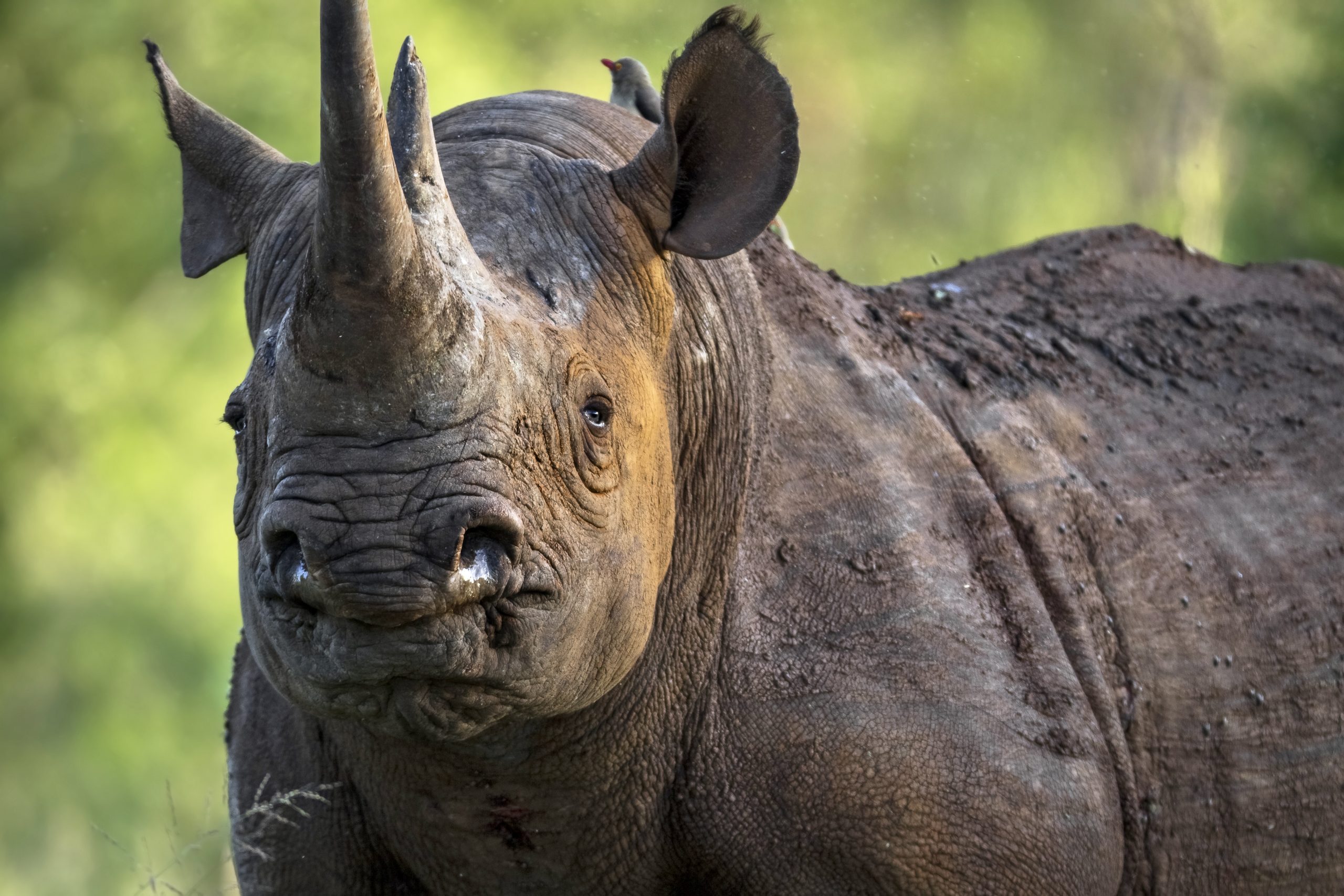 Камерунский подвид черного носорога