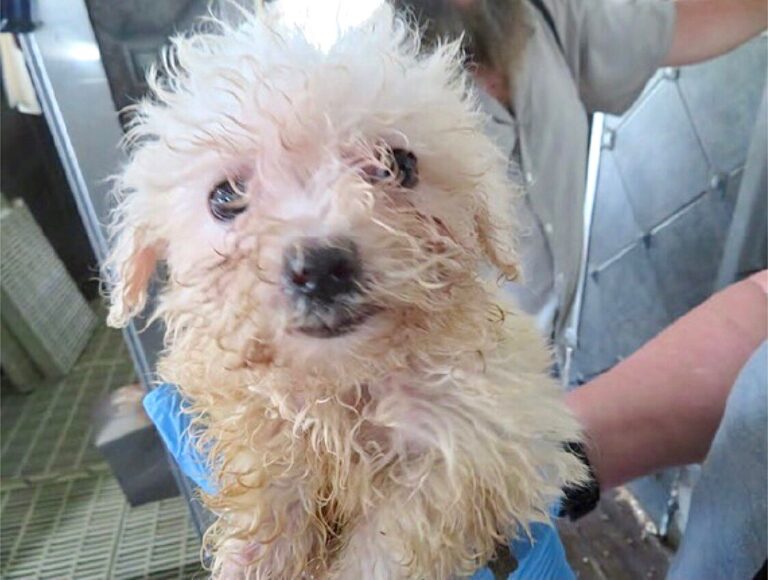 More Than 500 Dogs Rescued From A USDA Licensed Breeder That Were Living In Horrific Conditions In Iowa