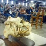 Hippo skull is auctioned at Circle M’s fall auction, October 2021