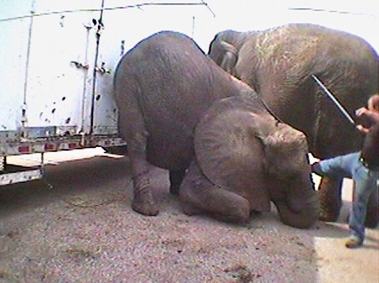 Bill To End The Suffering Of Wild Animals In Traveling Circuses & Performances In The U.S. Is Being Reintroduced To Congress Today
