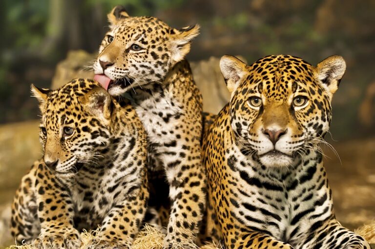 Bolivia Arrests Five Notorious Chinese Jaguar Traffickers In Collaboration With Earth League International
