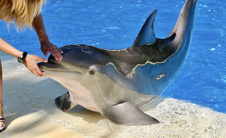 Victory! Expedia Group & All Of Its Travel Brands Ban Activities That Exploit Captive Dolphins, Whales & Other Species Of Wildlife For Entertainment