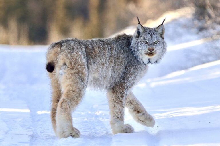 Victory! Wildlife Advocates Convince USFWS To Keep Protections For Threatened Canadian Lynx & Finally Write A Recovery Plan After Nearly Two Decades