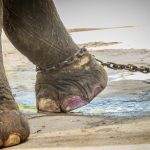 Leg chained elephant and look very pitiful.